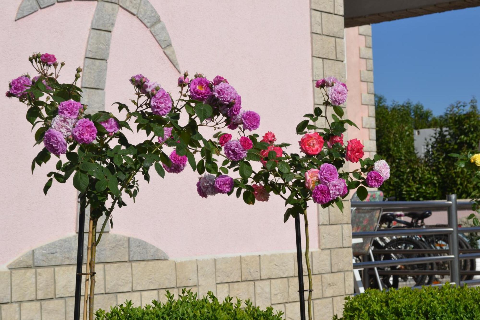 Villa Baldi -Apartmani Danny Tar-Vabriga Екстериор снимка